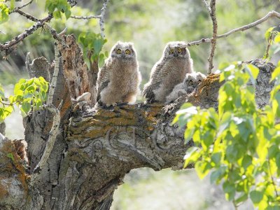 Young Owls near Nest AE2D6726 copy.jpg
