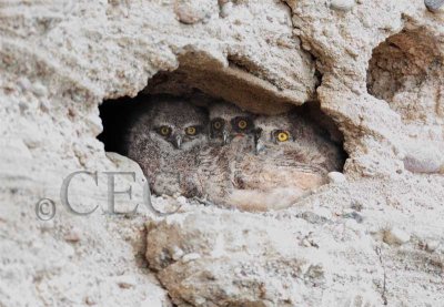 Great Horned Owls nesting in road bed, Naches 3/4 AEZ32742.jpg