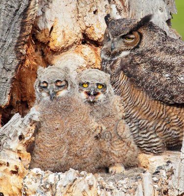 Young Owls in Nest  _EZ33901 copy.jpg