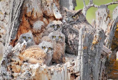 Young Owls in Nest  _EZ33933 copy.jpg