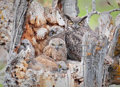 Young Owls in Nest  _EZ33948.jpg