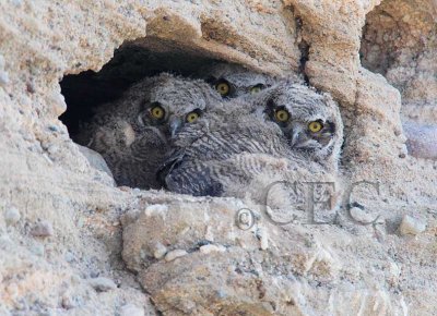 Great Horned Owls nesting in road bed, Naches 4/4 _EZ34465 copy.jpg