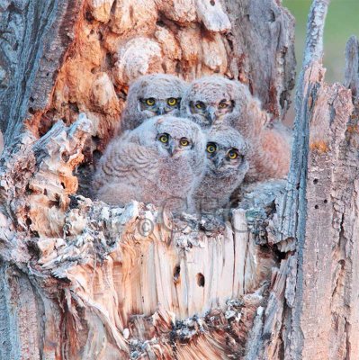 Young Owls in Nest  _EZ34478 copy.jpg