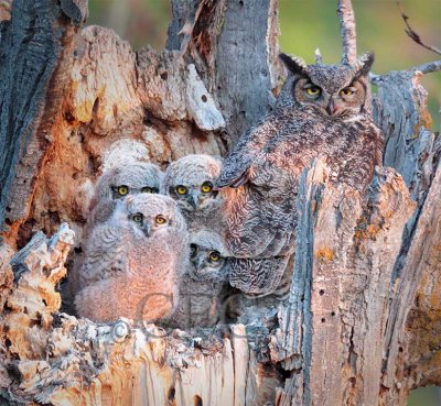 Young Owls in Nest  _EZ34518 copy.jpg