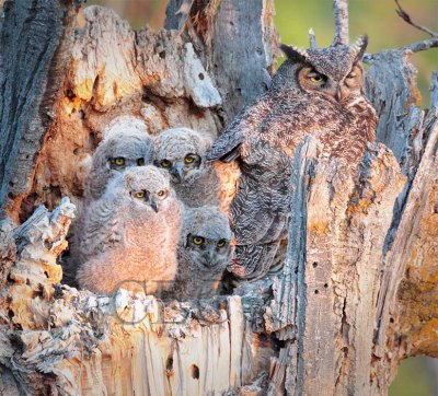 Young Owls in Nest  _EZ34536 copy.jpg