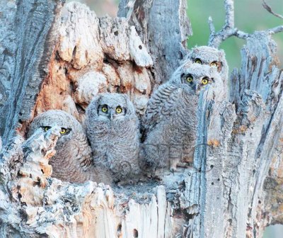 Young Owls in Nest  _EZ35762 copy.jpg