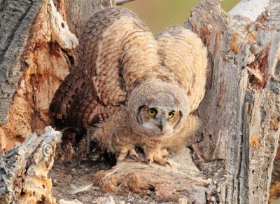 Last owl in nest tries to look large  _EZ36796 copy.jpg