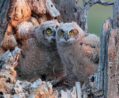 Young Owls in Nest  _EZ65368 copy.jpg