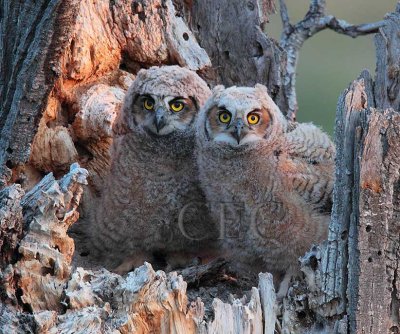 Young Owls in Nest  _EZ65369 copy.jpg