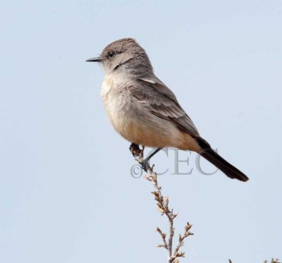 Say's Phoebe blowing back and forth in wind, Moses Lake  _EZ52561 copy.jpg
