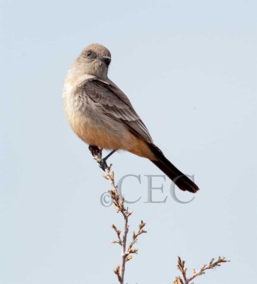 Say's Phoebe blowing back and forth in wind, Moses Lake  _EZ52565 copy.jpg