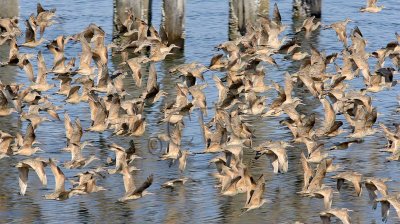 Marbled Godwits Flying