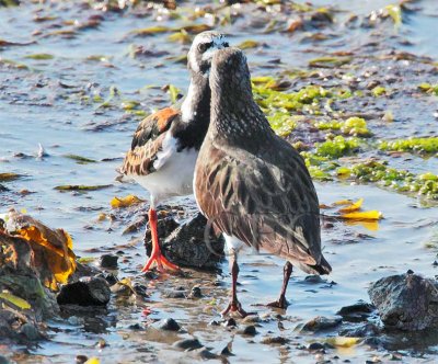 Ruddy Turnstone faces off with Black Turnstone, Willapa Bay  _EZ64818b.jpg