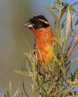 Black-headed Grosbeak 4Z052408 copy.jpg