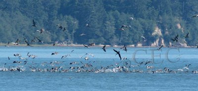 Flying Pelicans