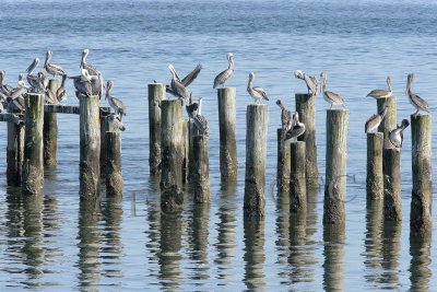 General Pelicans