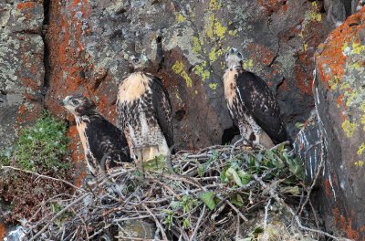 Red tailed hawks in nest _EZ65707.jpg