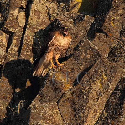 Red Tailed Hawk near nest  _EZ65716 copy.jpg