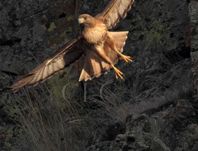 Red Tailed Hawk  _EZ65793 copy.jpg