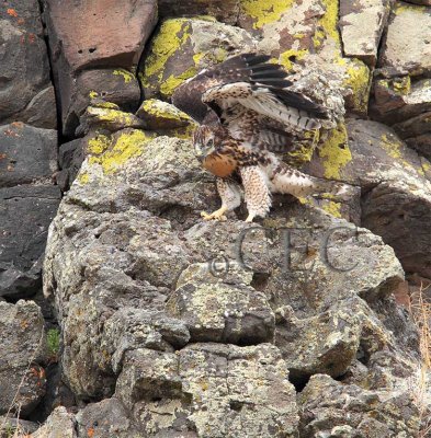 Red Tailed hawk, just after fledging _EZ65850 copy.jpg