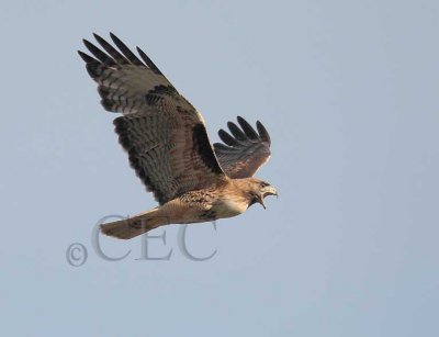 Red Tailed Hawk near nest  _EZ65907 copy.jpg