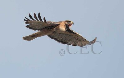 Red Tailed Hawk near nest  _EZ65908 copy.jpg