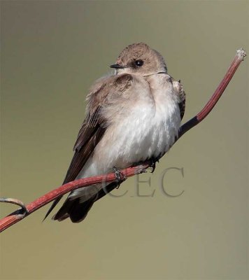 Northern Rough-winged swallow, Yakima  AE2D7010 copy.jpg