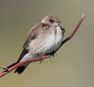 Northern Rough-winged swallow, Yakima   AE2D7014 copy.jpg