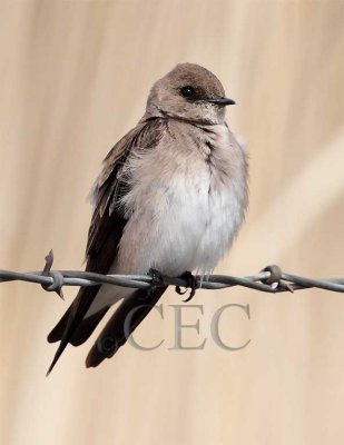 Northern Rough-winged swallow, Othello_EZ53205.jpg