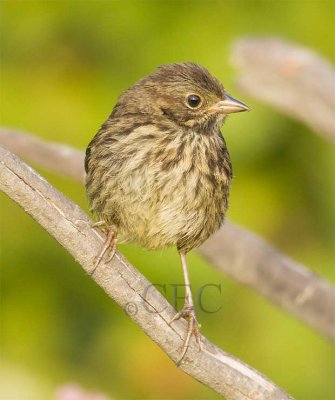 Song Sparrow, juvenile, central spot absent     _EZ76294.jpg