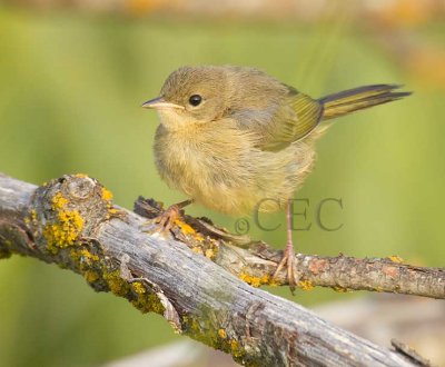 Common Yellowthroat, juvenile probably female, crouches with side to side wrenlike motion   _EZ76305 copy.jpg