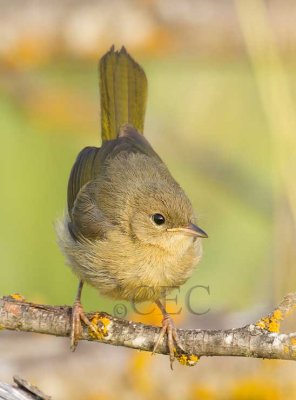 Common Yellowthroat, juvenile probably female, crouches with side to side wrenlike motion  _EZ76308 copy.jpg
