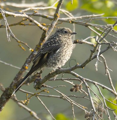 Townsend's Solitaire, juvenile  _EZ76392 copy.jpg