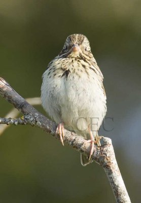 Savannah Sparrow, juvenile, pink feet, forked tail, central spot weak, yellow eyebrow stripe absent  _EZ76414 copy.jpg