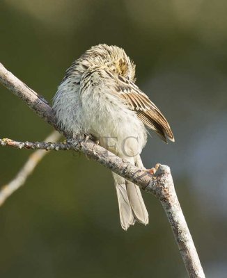 Savannah Sparrow, juvenile, pink feet, forked tail, central spot weak, yellow eyebrow stripe absent  _EZ76418 copy.jpg