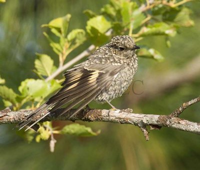 Thrushes, Bluebirds, and Solitaires