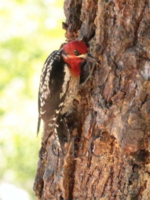 Red Breasted Sapsucker hybrid, Little Naches River _EZ82879.jpg