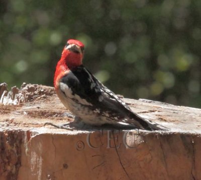 Red Breasted Sapsucker hybrid, Little Naches River 2014-6-4  _EZ82888 copy.jpg