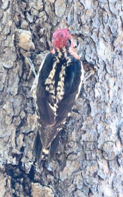 Red Breasted Sapsucker hybrid, Little Naches River 2014-6-4  _EZ82891.jpg