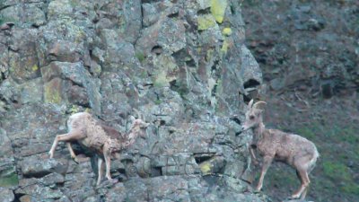 2012 As Titeback approaches on narrow trail, Bluntback jumps onto higher rock 63151.Still001 copy.jpg