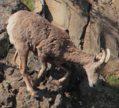 2012 _EZ62657   scar at horn base, front leg fur  copy.jpg