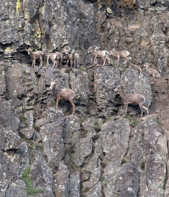 2009 WT4P6605 with yearling and lambs.jpg