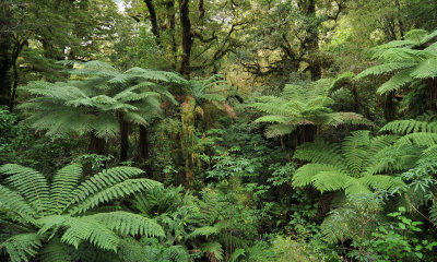 Fiordland Rainforest