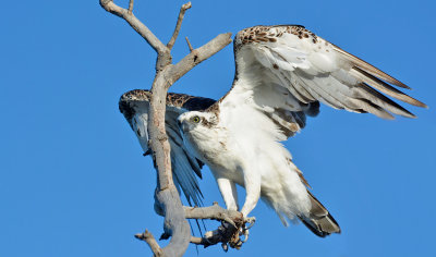Peel Osprey