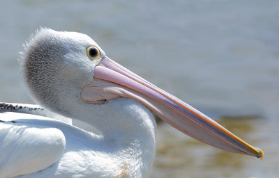 Pelican Head close-up