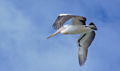 Flight of the Pelican