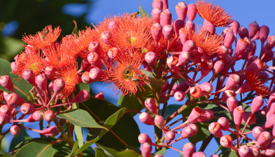 Red Flowering Gum (Eucalyptus Ficifolia)
