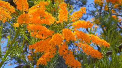 Nuytsia Floribunda - Western Australia's 'Xmas Tree'!!
