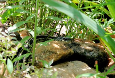 A Striped Garter Snake as take up around my Goldfish pond # 3