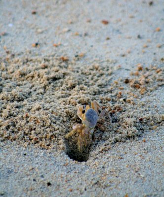 Mr Sand Crab, Outer Banks-1